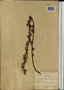 Salix aurita × livida, Eastern Europe, Central region (E4) (Russia)