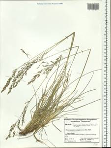 Deschampsia cespitosa subsp. cespitosa, Siberia, Central Siberia (S3) (Russia)