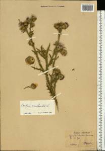 Carduus acanthoides L., Eastern Europe, Central forest-and-steppe region (E6) (Russia)