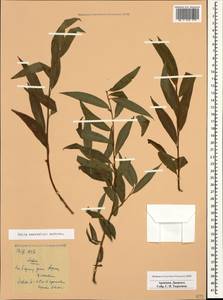 Salix excelsa J.F.Gmel., Caucasus, Armenia (K5) (Armenia)