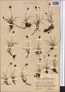 Carex pseudofoetida Kük., Middle Asia, Western Tian Shan & Karatau (M3) (Uzbekistan)