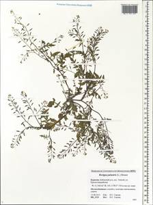 Rorippa palustris (L.) Besser, Siberia, Baikal & Transbaikal region (S4) (Russia)