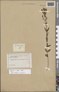 Hypericum elegans Steph. ex Willd., Siberia, Altai & Sayany Mountains (S2) (Russia)