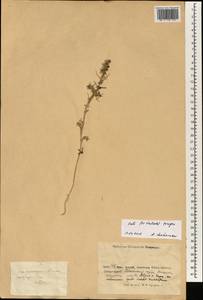 Salsola tragus L., South Asia, South Asia (Asia outside ex-Soviet states and Mongolia) (ASIA) (China)
