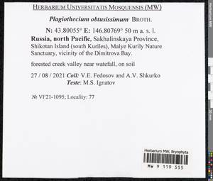 Plagiothecium obtusissimum Broth., Bryophytes, Bryophytes - Russian Far East (excl. Chukotka & Kamchatka) (B20) (Russia)
