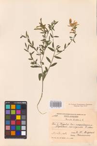 Genista tinctoria L., Eastern Europe, Moldova (E13a) (Moldova)