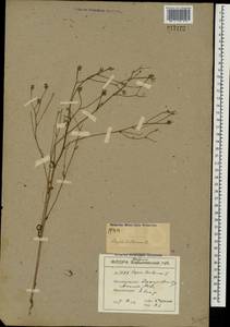 Crepis tectorum L., Eastern Europe, South Ukrainian region (E12) (Ukraine)