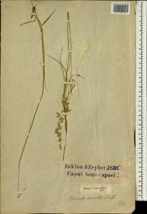 Ehrharta calycina Sm., Africa (AFR) (South Africa)