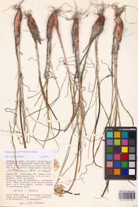 Allium cretaceum, Middle Asia, Caspian Ustyurt & Northern Aralia (M8) (Kazakhstan)