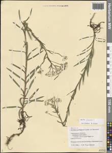 Achillea salicifolia subsp. salicifolia, Eastern Europe, Western region (E3) (Russia)