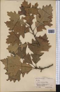 Quercus macrocarpa Michx., America (AMER) (United States)