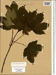 Acer heldreichii subsp. trautvetteri (Medvedev) A. E. Murray, Caucasus, Stavropol Krai, Karachay-Cherkessia & Kabardino-Balkaria (K1b) (Russia)