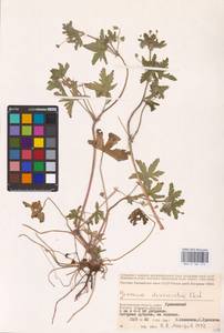 Geranium divaricatum Ehrh., Eastern Europe, Lower Volga region (E9) (Russia)