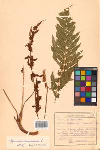 Osmundastrum cinnamomeum subsp. asiaticum (Fern.) Fraser-Jenkins, Siberia, Russian Far East (S6) (Russia)