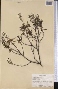 Quercus pumila Walter, America (AMER) (United States)