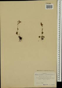 Saxifraga sibirica L., Mongolia (MONG) (Mongolia)