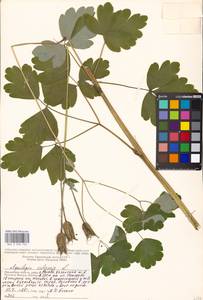 Aquilegia vulgaris L., Eastern Europe, Moscow region (E4a) (Russia)