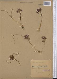 Allium oreophilum C.A.Mey., Middle Asia, Western Tian Shan & Karatau (M3) (Uzbekistan)