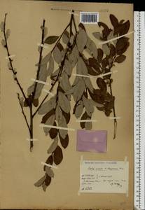 Salix aurita × lapponum, Eastern Europe, Central region (E4) (Russia)