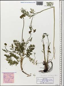 Dichoropetalum pschawicum (Boiss.) Pimenov & Kljuykov, Caucasus, Stavropol Krai, Karachay-Cherkessia & Kabardino-Balkaria (K1b) (Russia)