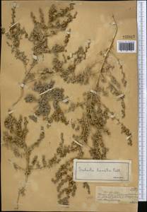 Climacoptera lanata (Pall.) Botsch., Middle Asia, Muyunkumy, Balkhash & Betpak-Dala (M9) (Kazakhstan)