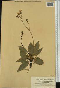 Hieracium schmidtii subsp. graniticum (Sch. Bip.) Gottschl., Western Europe (EUR) (Czech Republic)
