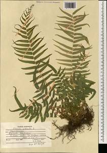 Pteris vittata L., South Asia, South Asia (Asia outside ex-Soviet states and Mongolia) (ASIA) (Afghanistan)