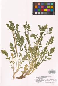 Rorippa sylvestris (L.) Besser, Eastern Europe, North-Western region (E2) (Russia)