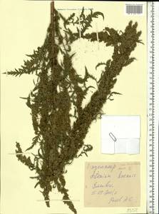 Artemisia tournefortiana Rchb., Eastern Europe, Middle Volga region (E8) (Russia)
