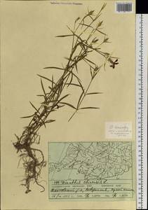 Dianthus chinensis L., Siberia, Russian Far East (S6) (Russia)
