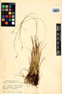 Carex ledebouriana C.A.Mey. ex Trevir., Siberia, Baikal & Transbaikal region (S4) (Russia)