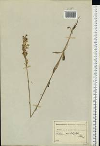 Silene multiflora (Ehrh.) Pers., Eastern Europe, Central forest-and-steppe region (E6) (Russia)