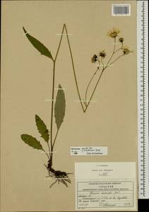 Hieracium lachenalii subsp. deductum (Sudre) Greuter, Eastern Europe, Moscow region (E4a) (Russia)