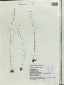 Arabidopsis thaliana (L.) Heynh., Eastern Europe, Central region (E4) (Russia)