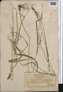 Piptatherum songaricum (Trin. & Rupr.) Roshev., Middle Asia, Western Tian Shan & Karatau (M3) (Uzbekistan)