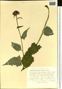 Saussurea triangulata Trautv. & C. A. Mey., Siberia, Russian Far East (S6) (Russia)