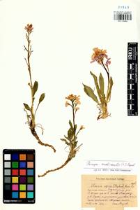 Parrya nudicaulis (L.) Regel, Siberia, Baikal & Transbaikal region (S4) (Russia)