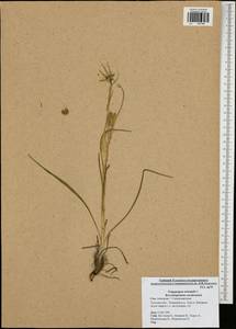 Tragopogon orientalis L., Eastern Europe, Central region (E4) (Russia)