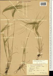 Taeniatherum caput-medusae (L.) Nevski, Crimea (KRYM) (Russia)