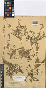 Astragalus turczaninovii Kar. & Kir., Middle Asia, Muyunkumy, Balkhash & Betpak-Dala (M9) (Kazakhstan)