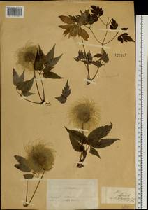 Clematis sibirica (L.) Mill., Siberia, Altai & Sayany Mountains (S2) (Russia)