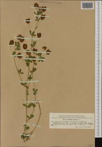 Trifolium aureum Pollich, Western Europe (EUR) (Romania)