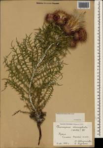 Ptilostemon echinocephalus (Willd.) Greuter, Crimea (KRYM) (Russia)