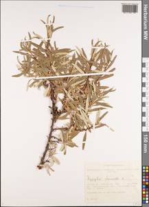 Hippophae rhamnoides L., Siberia, Western Siberia (S1) (Russia)