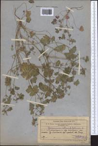 Geranium rotundifolium L., Middle Asia, Northern & Central Tian Shan (M4) (Kazakhstan)