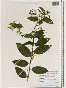 Cestrum nocturnum L., South Asia, South Asia (Asia outside ex-Soviet states and Mongolia) (ASIA) (Vietnam)