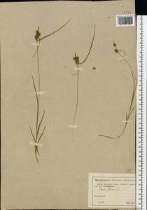 Carex flava L., Eastern Europe, Moscow region (E4a) (Russia)