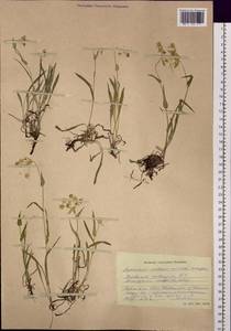 Bupleurum multinerve DC., Siberia, Altai & Sayany Mountains (S2) (Russia)