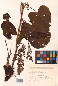 Rumex alpinus L., Eastern Europe, West Ukrainian region (E13) (Ukraine)