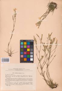 Dianthus acicularis Fisch. ex Ledeb., Eastern Europe, Eastern region (E10) (Russia)